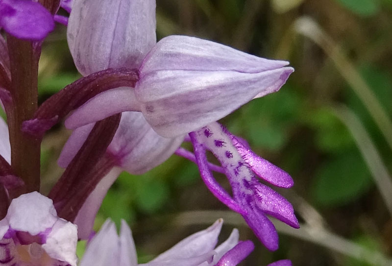 Orchis militaris - Cadine (TN)